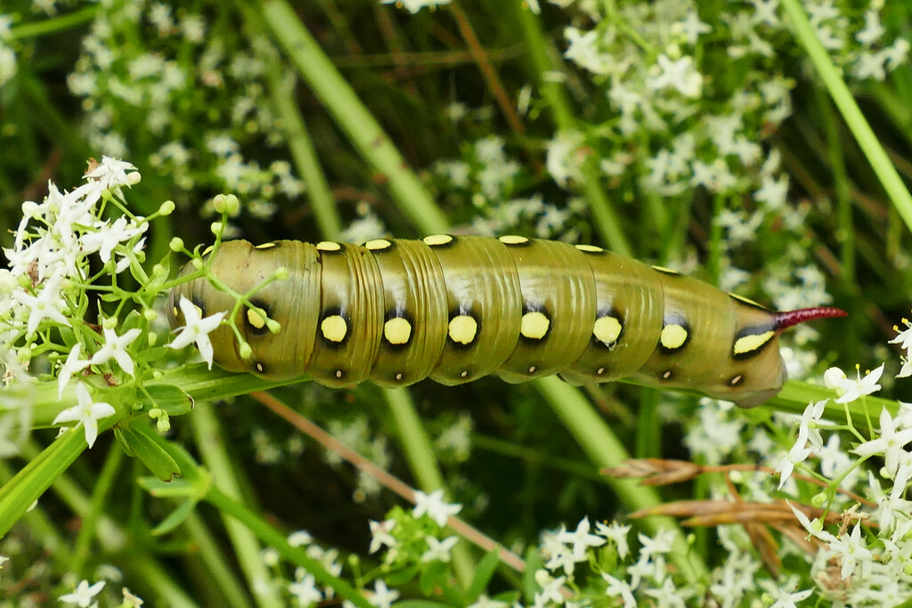Caterpillor by marijbar