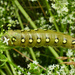 Caterpillor by marijbar