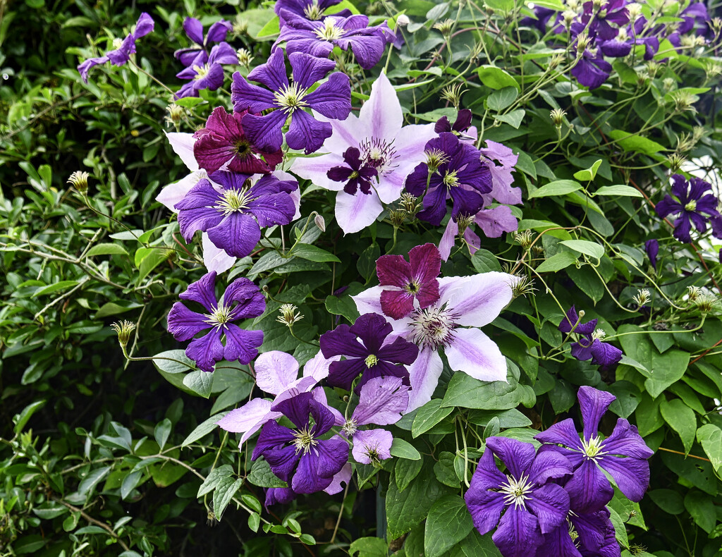 Several Clematis by tonygig