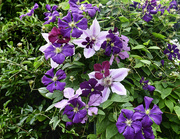 19th Aug 2021 - Several Clematis
