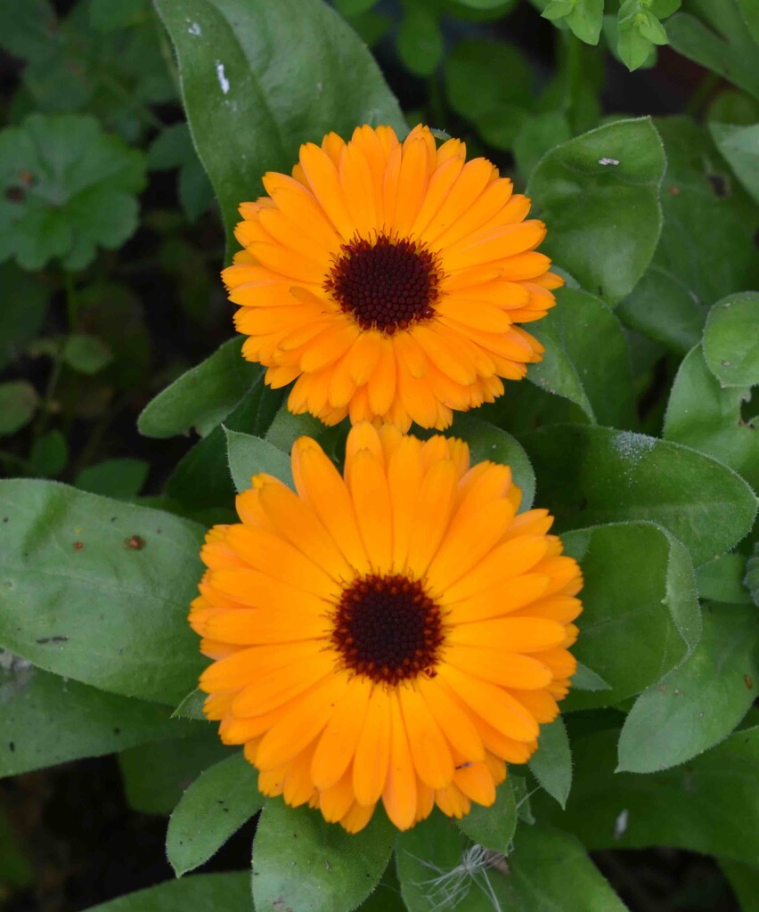 English Marigold Flowers by arkensiel