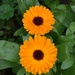 English Marigold Flowers by arkensiel