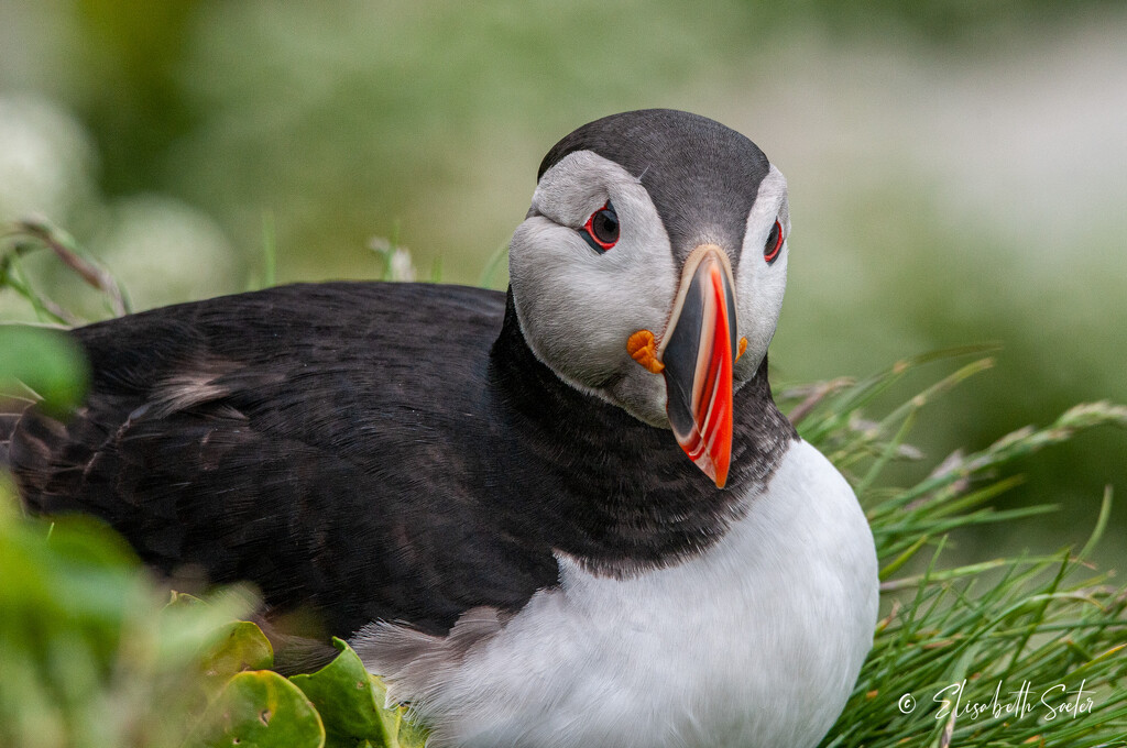 More Puffin by elisasaeter