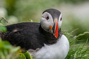 19th Aug 2021 - More Puffin