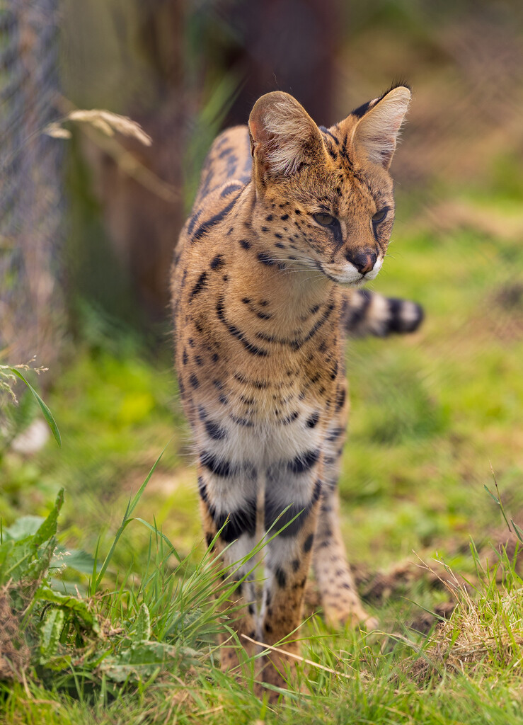 Serval on the prowl by peadar
