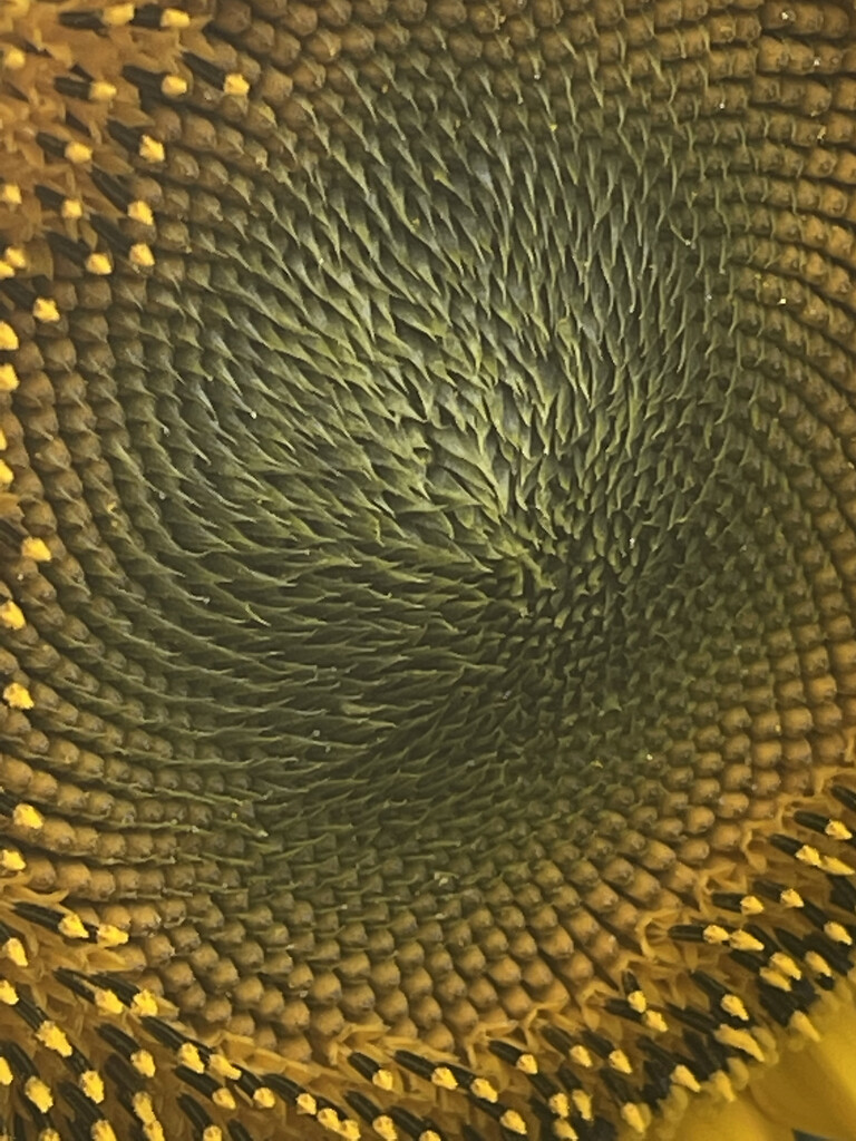 The inside of a big sunflower. by bill_gk