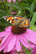 19th Aug 2021 - Butterfly