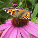 Butterfly by 30pics4jackiesdiamond