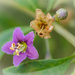 A bud, a flower and ...  by haskar