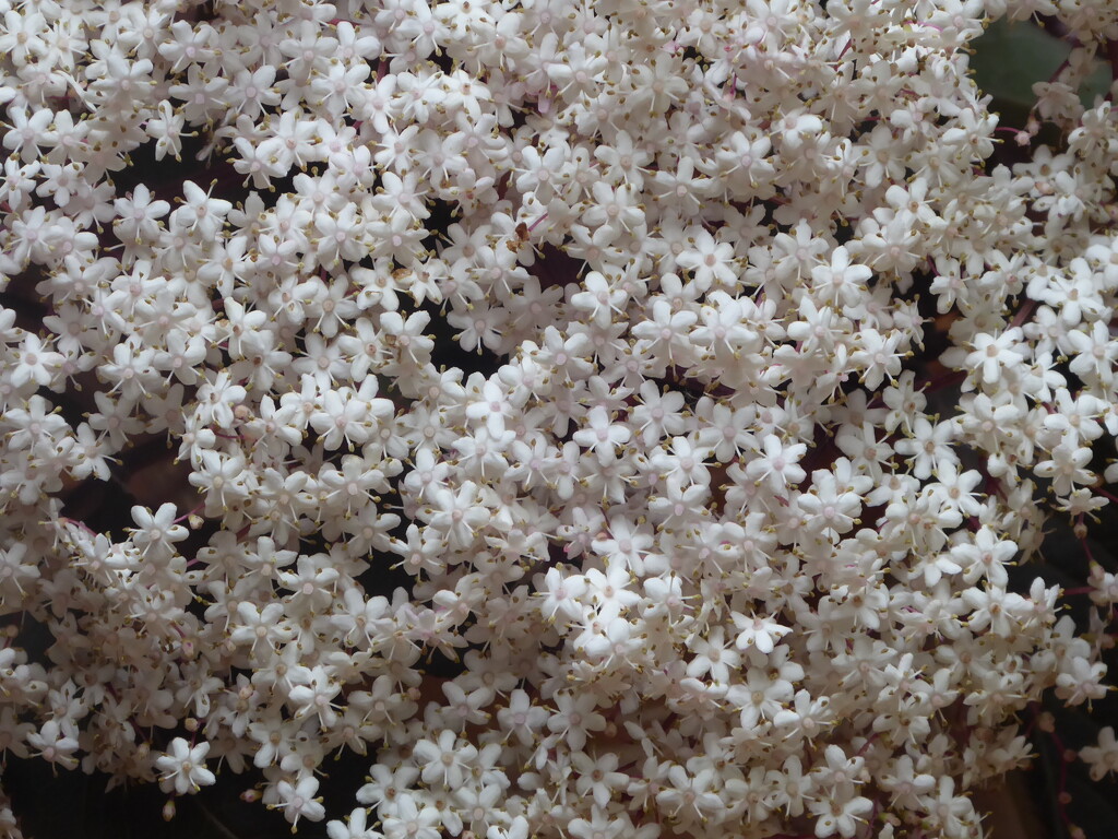 Elderflower - such pretty little florets by snowy