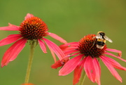19th Aug 2021 - Bumble Bee