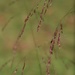 Tall redtop grass... by marlboromaam