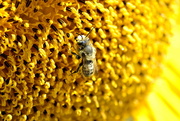 17th Aug 2021 - Pollination