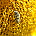 Pollination by stephomy