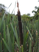 5th Aug 2021 - Reed Mace