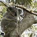 he's back! by koalagardens