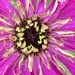 Zinnia Flower Day 5 by cataylor41