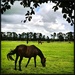 1 million Euro stallions grazing by mastermek