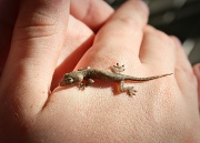15th Jan 2011 - gecko