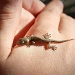 gecko by corymbia