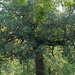 Lovely old tree by larrysphotos