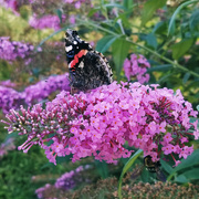 19th Aug 2021 - Red Admiral and friend