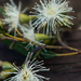 Flowering gum nuts by sugarmuser