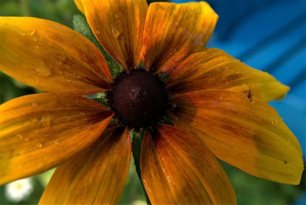 Black-eyed susan with a visitor by radiogirl