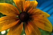 18th Aug 2021 - Black-eyed susan with a visitor
