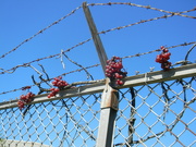 19th Aug 2021 - Grapes on Fence 