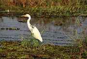 6th Aug 2021 - Another White Heron