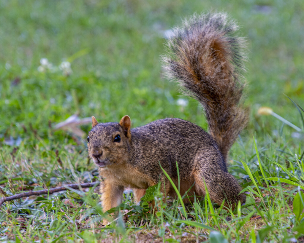 Fox Squirrel  by cwbill