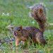 Fox Squirrel  by cwbill