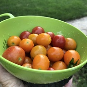 28th Jul 2021 - More tomatoes