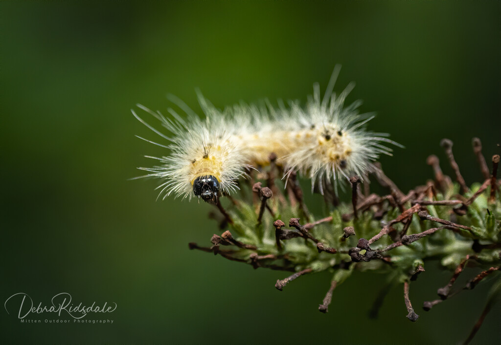 Caterpillar modeled for me by dridsdale