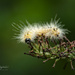 Caterpillar modeled for me by dridsdale