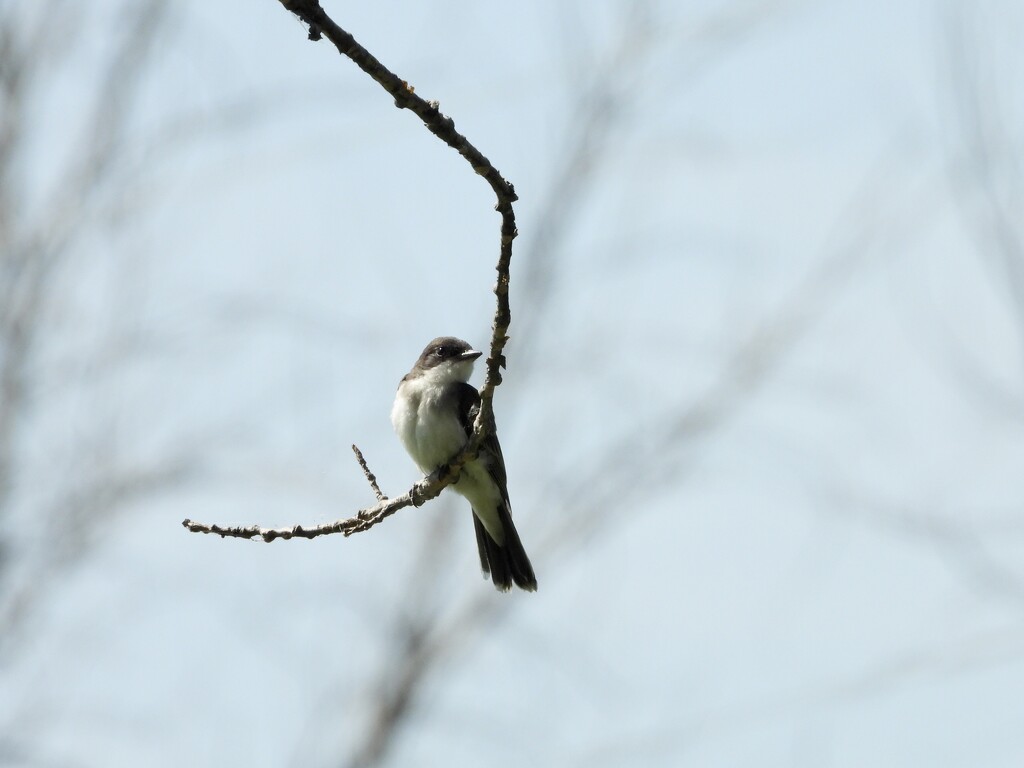 Eastern Kingbird perch by amyk