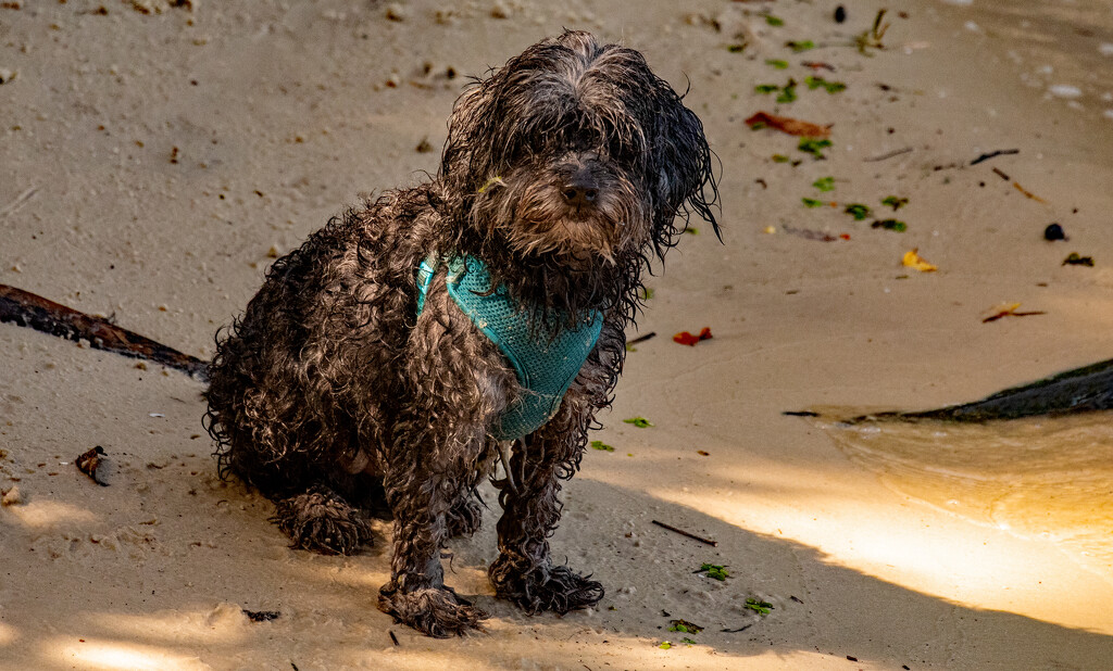 Wet Doggy on the Beach! by rickster549