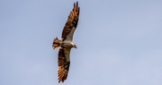 19th Aug 2021 - Osprey on Attack!