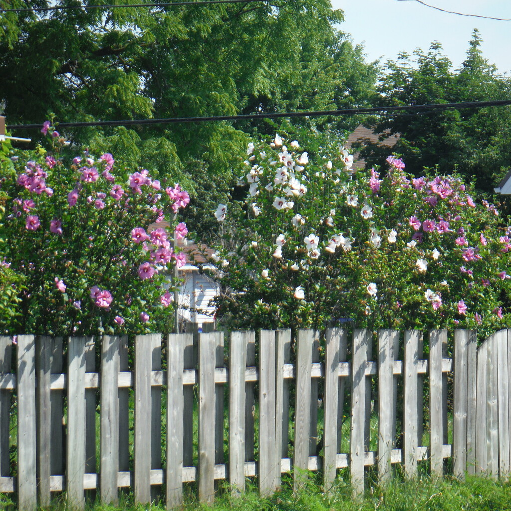 Garden #7: Picket Fence and All by spanishliz
