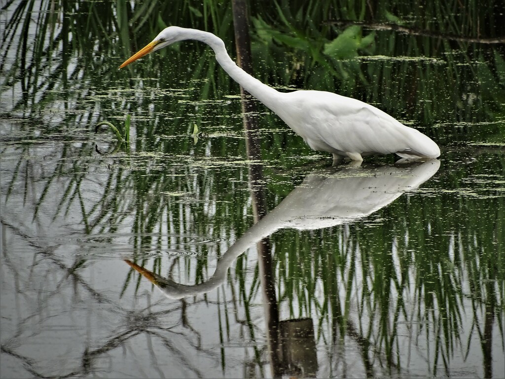 One More Egret by brillomick