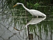 16th Aug 2021 - One More Egret
