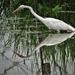 One More Egret by brillomick
