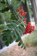19th Aug 2021 - European Mountain Ash or Rowan berries