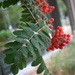 European Mountain Ash or Rowan berries by sandlily