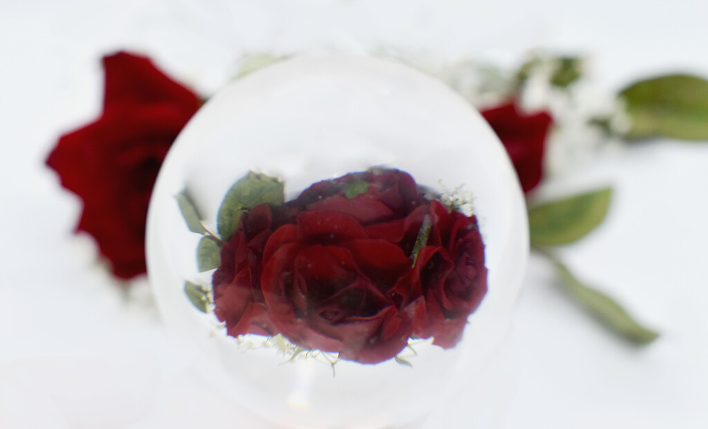 Roses under glass ball by homeschoolmom