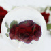 Roses under glass ball by homeschoolmom