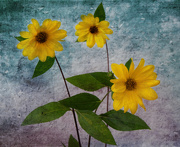 19th Aug 2021 - Sunflowers