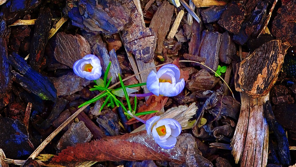 Tiny, late winter, crocus by maggiemae