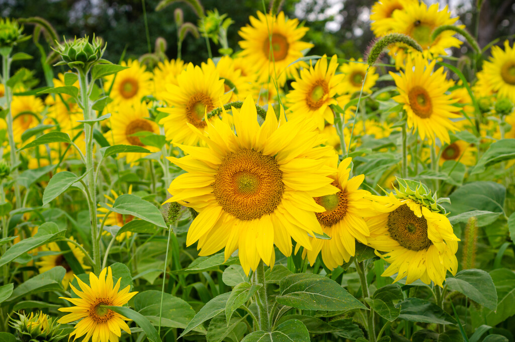 sunflowers-2168 by myhrhelper
